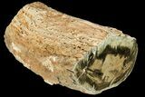 Triassic Woodworthia Petrified Log - Zimbabwe #180238-1